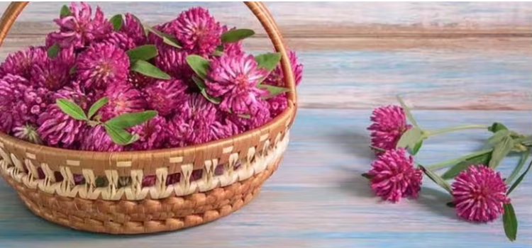 Red Clover Extract.png