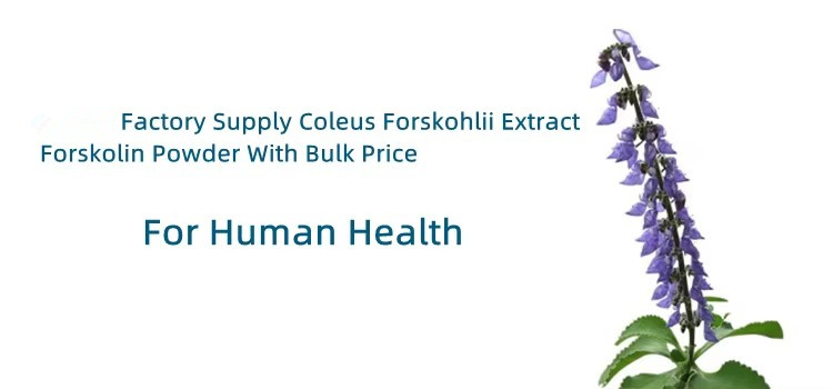 Surge in Popularity for Forskohlii Extract: A Natural Solution for Health and Wellness