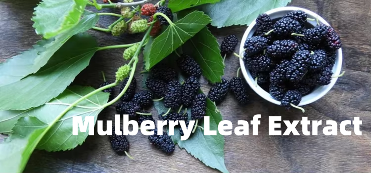 The Wonders of &ldquo; Mulberry Leaf Extract"