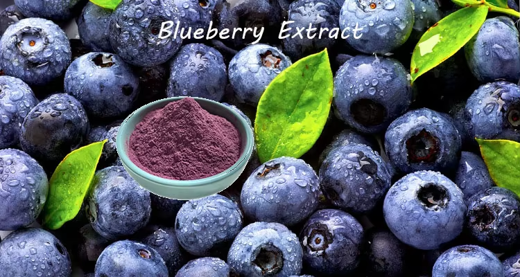 Blueberry Extract: The Antioxidant Powerhouse for Health and Wellness