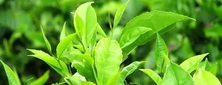 Matcha Powder: The Green Powerhouse for Health and Wellness