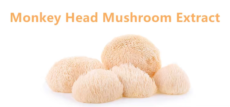 Lion&rsquo;s Mane Mushroom Extract: A Premium Botanical for Innovation in Wellness
